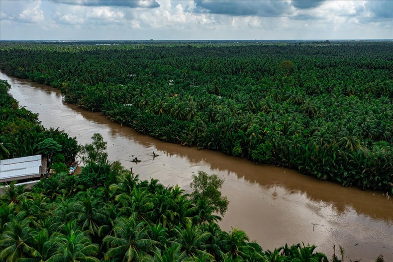 El vasto bosque de cocos en la provincia de Ben Tre, conocida como la "tierra de cocos". Es famosa por tener la zona de cultivo de cocos más grande y antigua del país. Foto: Revista Vietnam