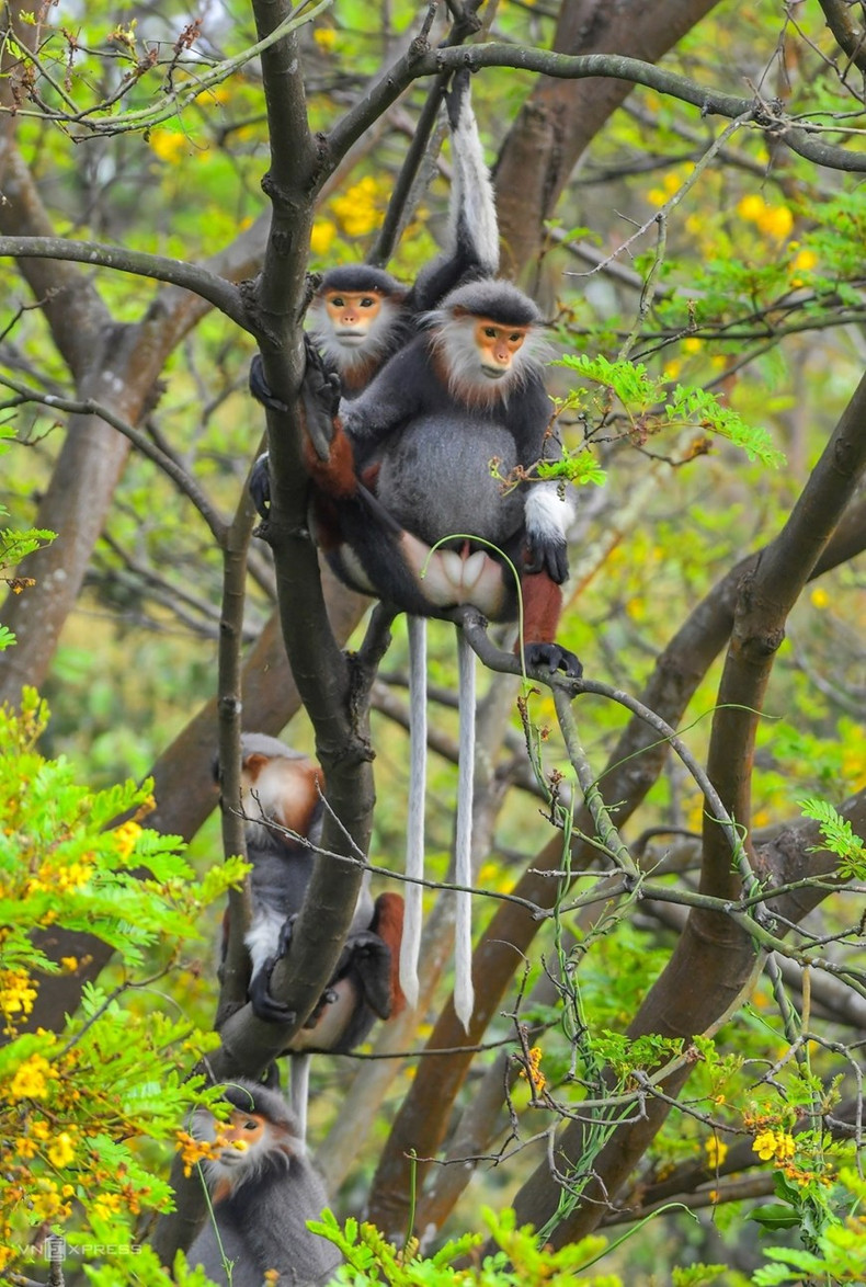 La península de Son Tra cuenta con cerca de mil especies de plantas y cientos de animales, entre los cuales un "tesoro" es el langur jaspeado con el nombre científico Pygathrix nemaeus. (Fuente: vnexpress.net)