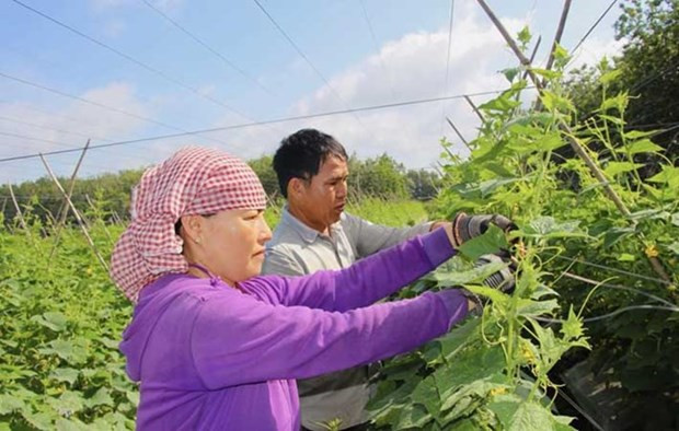 Personas del pueblo étnico Thai en la provincia de Tay Ninh en el cultivo (Fuente:http://m.mattran.org.vn)