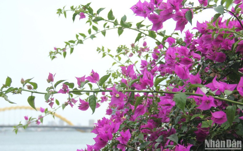 La buganvilla es una flor muy resistente al sol. La buganvilla es una flor muy resistente al sol.