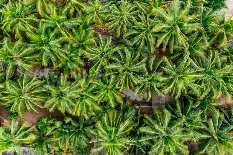 La belleza del jardín de cocos vista desde arriba. Foto: Revista Vietnam