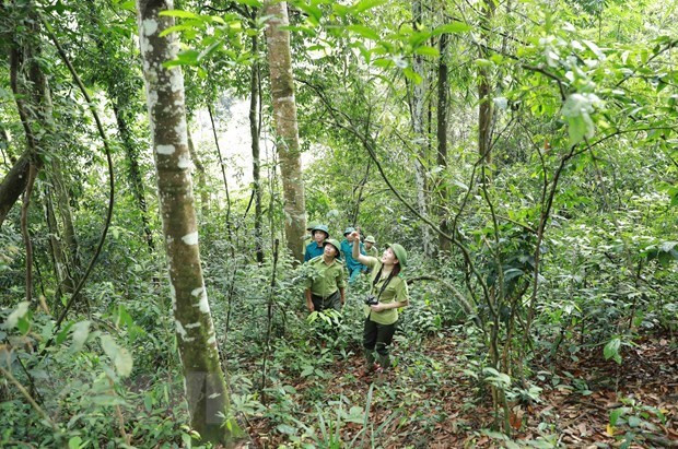 Se realizan patrullas de protección forestal en el Parque Nacional Xuan Lien, en la provincia de Thanh Hoa (Fuente: VNA) Se realizan patrullas de protección forestal en el Parque Nacional Xuan Lien, en la provincia de Thanh Hoa (Fuente: VNA)