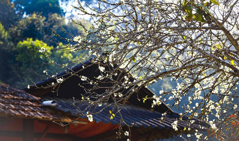 Las flores de ciruelo bajo el sol primaveral. (Foto: VNA)