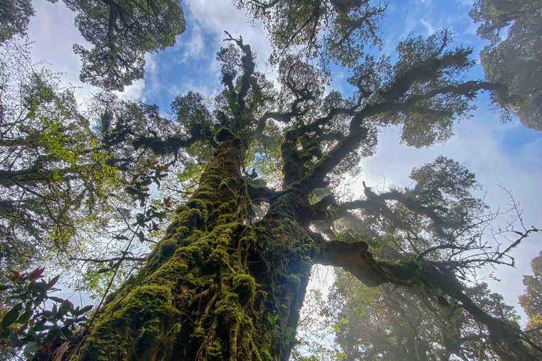 Cuanto más alto llegan, los turistas pueden ver más azaleas. Los bosques en Ta Leng siguen siendo prístinos, con árboles centenarios cubiertos de musgo.