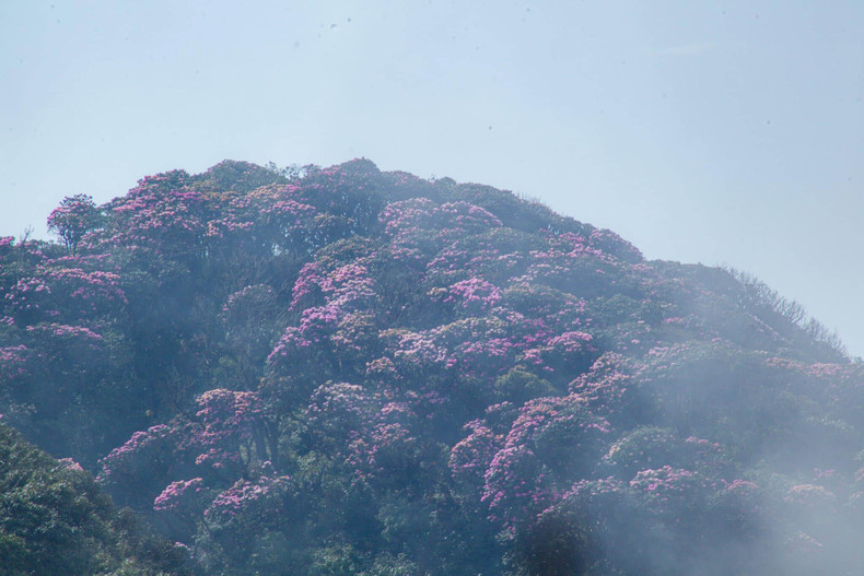 La azalea se considera la reina de las flores en el noroeste debido a su seductora belleza. Esta especie floral se encuentran mayormente en los picos de Mau Son y Fasipan y la provincia de Son La.