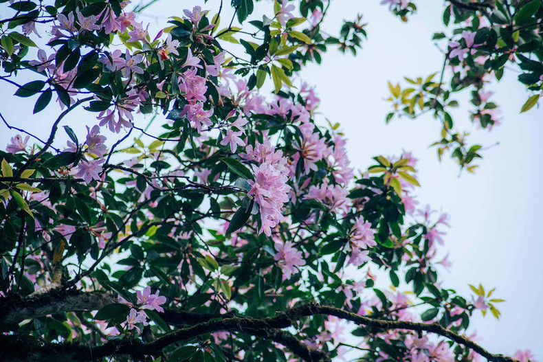 Los visitantes también pueden intentar conquistar la cima de la montaña Pu Ta Leng, distrito de Tam Duong, provincia de Lai Chau. El pico de esta montaña, el segundo más alto de la cordillera de Hoang Lien Son, está a tres mil 49 metros sobre el nivel del mar.
