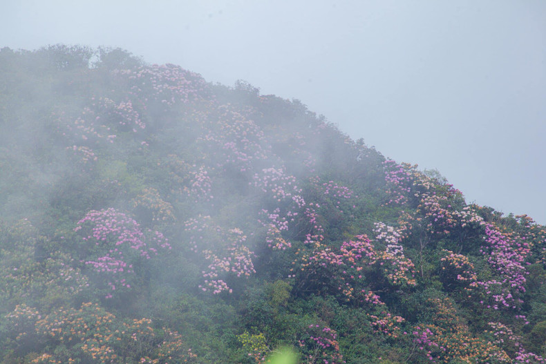 El brillante color de la azalea destaca entre las montañas y bosques de Ta Leng. En mayo y junio, la belleza de las terrazas de arroz de Ta Leng atrae a los turistas. Los visitantes también quedan impresionados por la floración de los rododendros, que se produce de finales de febrero a abril.