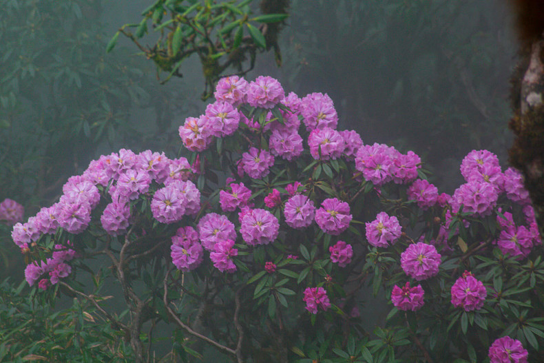 Miles de árboles de azalea florecen en la cordillera de Hoang Lien Son.