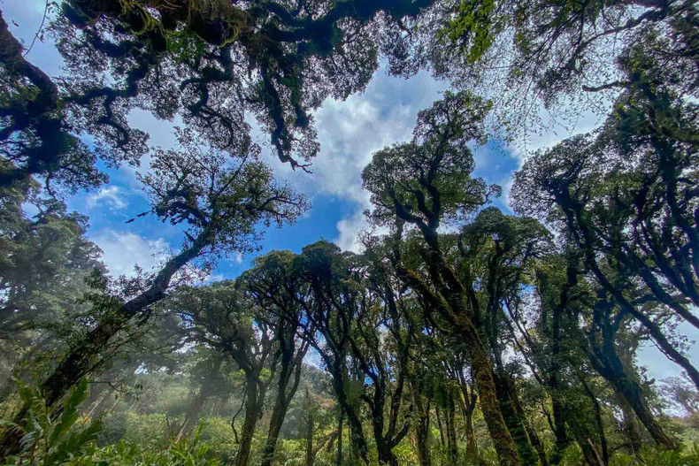 Hay alrededor de 30 especies de azalea en los bosques del noroeste del país. Los rododendros pueden alcanzar hasta siete metros. Desde el Pu Ta Leng, los turistas pueden observar también los del Phanxipan y Bach Moc Nuong Tu en los días soleados.