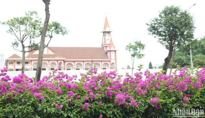 Un rincón de veraneras florecientes. Un rincón de veraneras florecientes.