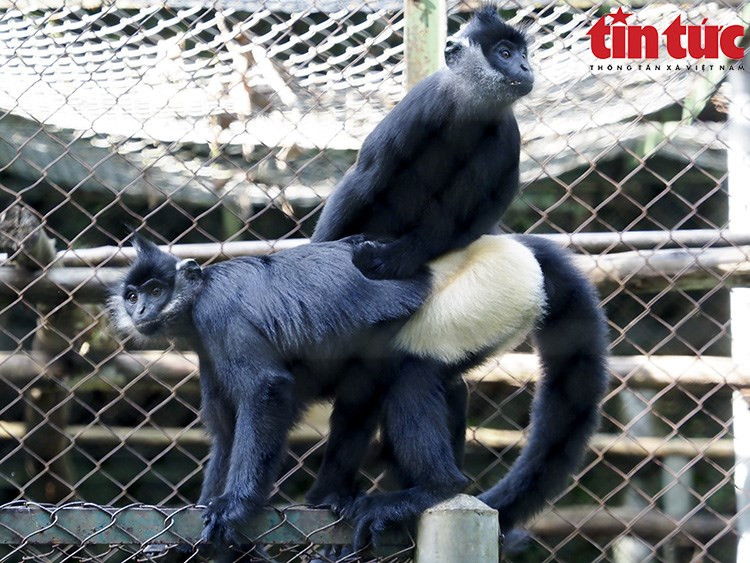 El langur de Delacour, con el nombre científico Trachypithecus delacouri, se distribuye de forma dispersa en las provincias vietnamitas de Ninh Binh, Ha Nam, Hoa Binh y Thanh Hoa. (Fuente:VNA) El langur de Delacour, con el nombre científico Trachypithecus delacouri, se distribuye de forma dispersa en las provincias vietnamitas de Ninh Binh, Ha Nam, Hoa Binh y Thanh Hoa. (Fuente:VNA)