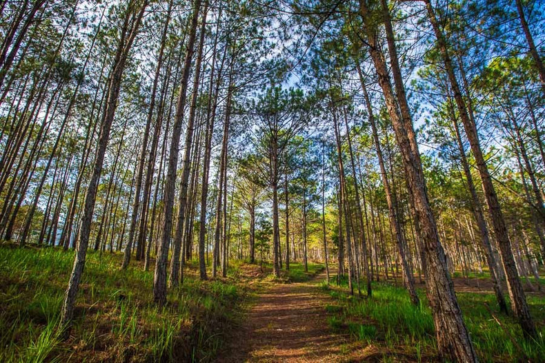 Bosque de pino en Da Lat.