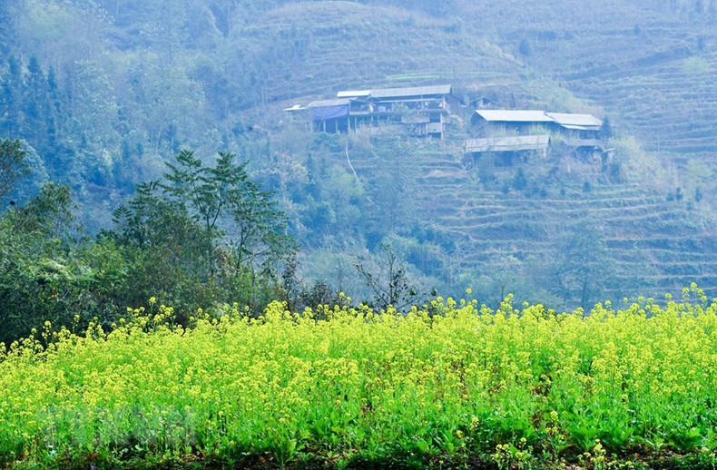 El amarrillo brillante de las flores de canola suaviza la aridez y la frialdad de las montañas rocosas circundantes. El amarrillo brillante de las flores de canola suaviza la aridez y la frialdad de las montañas rocosas circundantes.