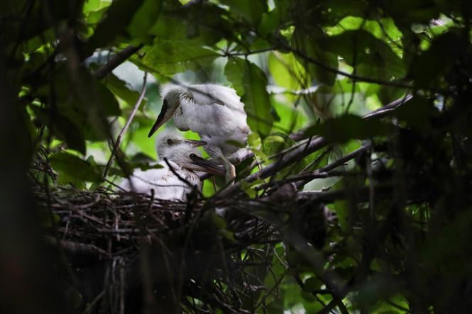 La reserva natural del humedal de Van Long, en el distrito de Gia Vien, acoge una amplia diversidad de aves (Foto: VNA) La reserva natural del humedal de Van Long, en el distrito de Gia Vien, acoge una amplia diversidad de aves (Foto: VNA)