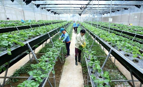 Foto de ilustración (Fuente: VNA) Foto de ilustración (Fuente: VNA)