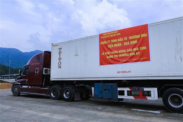 El contenedor que transporta las cañas de azúcar fresca para exportar a Estados Unidos (Fuente: VNA)