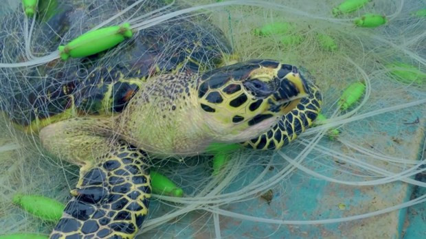 La película comienza con la imagen de una tortuga enredada en una red (Foto: ENV) La película comienza con la imagen de una tortuga enredada en una red (Foto: ENV)