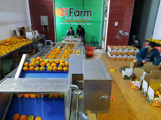 Baño de ozono para naranjas con el fin de eliminar residuos químicos y prolongar su tiempo de almacenamiento (Fuente: VNA)