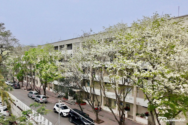 Los árboles de sua, con flores blancas, crean un paisaje poético. Los árboles de sua, con flores blancas, crean un paisaje poético.