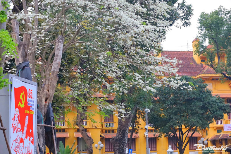 En Hanói, los árboles de sua abundan en las calles de Hoang Hoa Tham, Thanh Nien, Phan Dinh Phung, Hoang Dieu y alrededor del lago Ho Dac Di. En Hanói, los árboles de sua abundan en las calles de Hoang Hoa Tham, Thanh Nien, Phan Dinh Phung, Hoang Dieu y alrededor del lago Ho Dac Di.