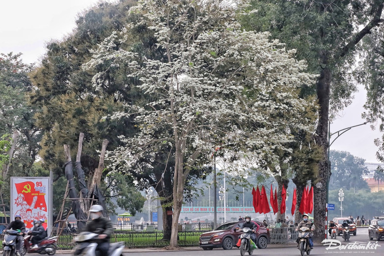 Las flores de sua son uno de los símbolos de la primavera en Hanói. La temporada de esta flor suele comenzar a principios de marzo. Las flores de sua son uno de los símbolos de la primavera en Hanói. La temporada de esta flor suele comenzar a principios de marzo.