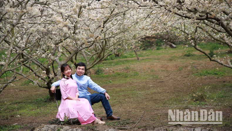 Cada año, miles de visitantes acuden a la provincia de Son La para ver el brote de las flores de ciruelo. Cada año, miles de visitantes acuden a la provincia de Son La para ver el brote de las flores de ciruelo.
