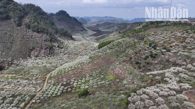 Las flores del ciruelo tiñen de blanco las montañas de las comunas de Chieng Den y Chieng Co. Las flores del ciruelo tiñen de blanco las montañas de las comunas de Chieng Den y Chieng Co.