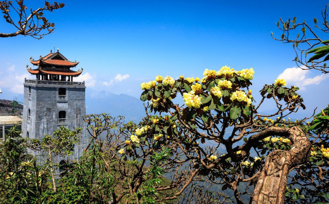 Fansipan, fascinante destino para observar las azaleas desde el punto más alto de Vietnam. Fansipan, fascinante destino para observar las azaleas desde el punto más alto de Vietnam.
