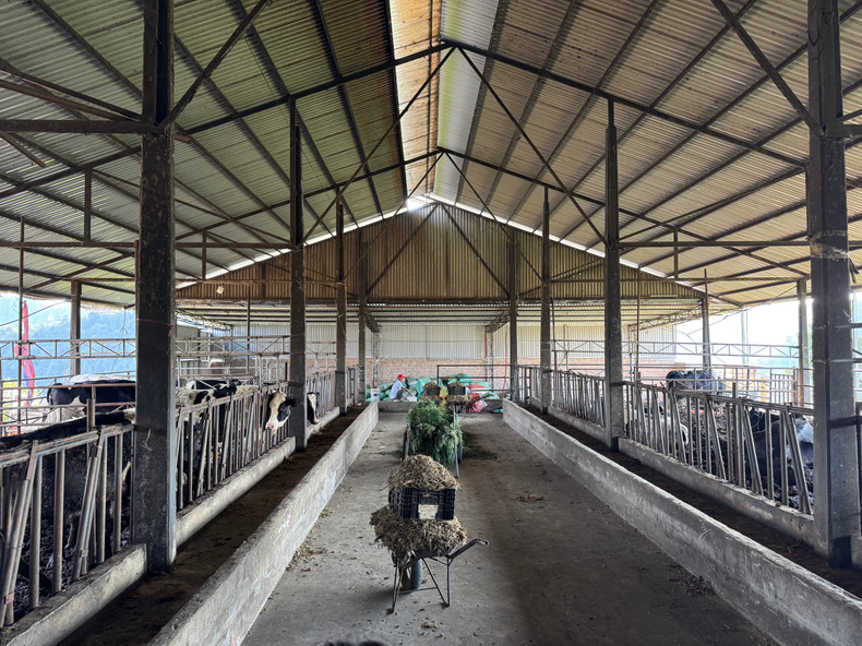 Área de establo de vacas lecheras. (Foto: Hai Anh)