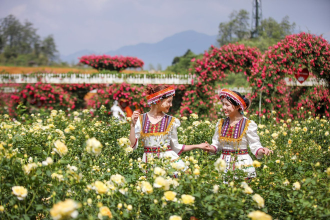 Fansipan, fascinante destino para observar las azaleas desde el punto más alto de Vietnam ảnh 1 Fansipan, fascinante destino para observar las azaleas desde el punto más alto de Vietnam ảnh 1