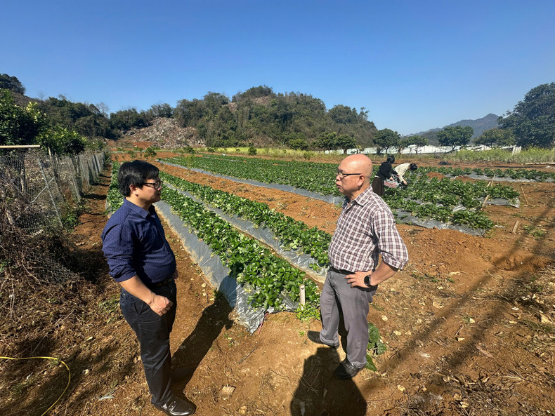 El reportero del periódico Nhan Dan visita un jardín de fresas orgánicas. (Foto: Loc Hang)