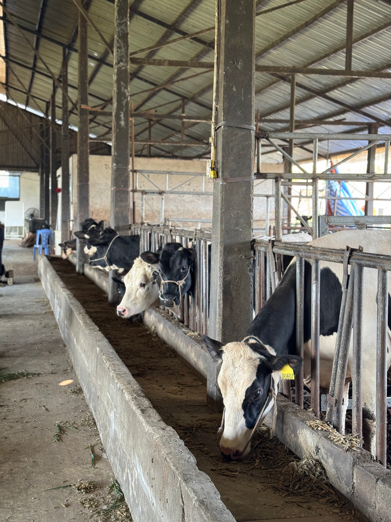 Área de establo de vacas lecheras. (Foto: Hai Anh)