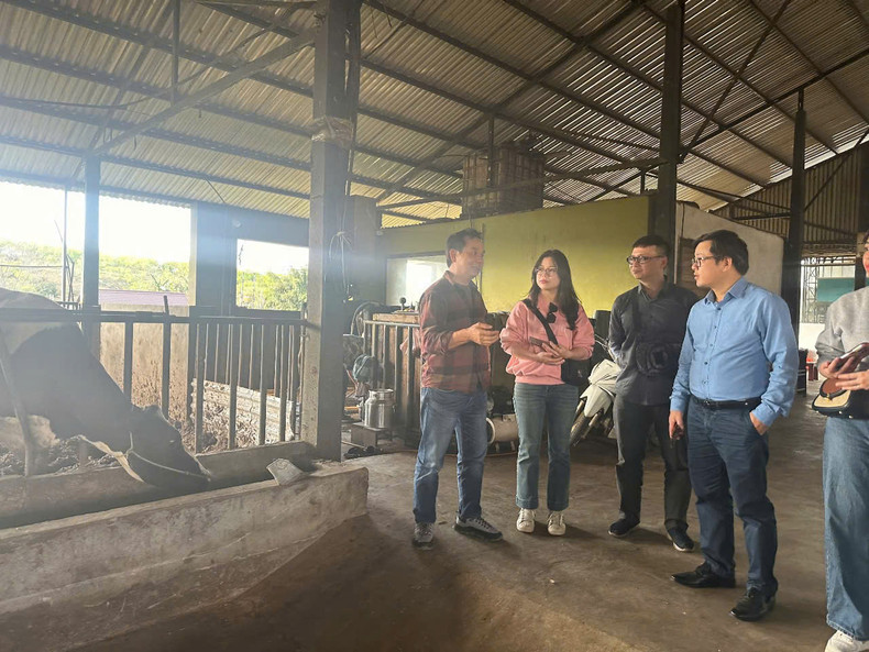 Nguyen Quang Vinh (izquierda), propietario de Amifarm, presenta métodos de crianza de vacas y producción de leche orgánica. (Foto: Loc Hang)