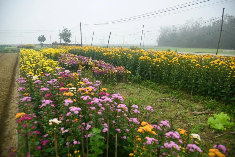 Aunque se cultivan flores todo el año, la temporada más hermosa es la del Año Nuevo Lunar (Tet). La mayoría de la gente tiene huertos de flores. Aunque se cultivan flores todo el año, la temporada más hermosa es la del Año Nuevo Lunar (Tet). La mayoría de la gente tiene huertos de flores.