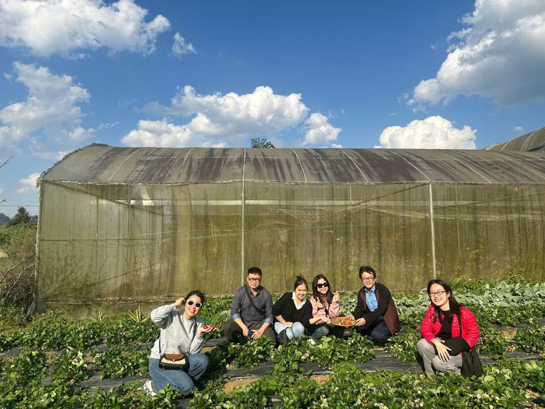El grupo de reporteros del periódico Nhan Dan experimentan la recogida de fresas. (Foto: Loc Hang)