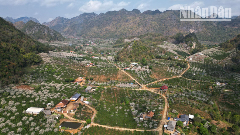 El color blanco de las flores de ciruelo inunda los valles donde habitan las etnias thai y h'mong. El color blanco de las flores de ciruelo inunda los valles donde habitan las etnias thai y h'mong.