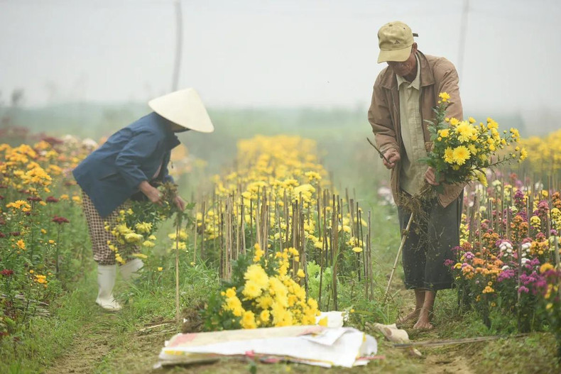 La aldea de Phu Mau cuenta con más de veinte huertos donde se cultivan flores con tecnología punta. La aldea de Phu Mau cuenta con más de veinte huertos donde se cultivan flores con tecnología punta.