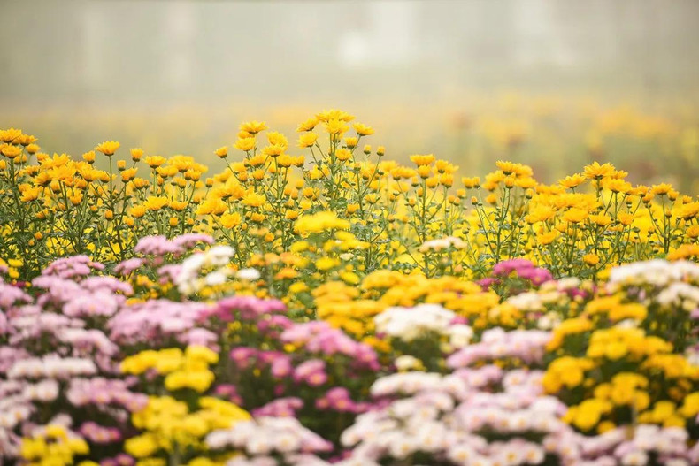 En la aldea de Phu Mau se pueden encontrar diversas especies de flores. Su belleza en plena floración crea una escena poética. En la aldea de Phu Mau se pueden encontrar diversas especies de flores. Su belleza en plena floración crea una escena poética.