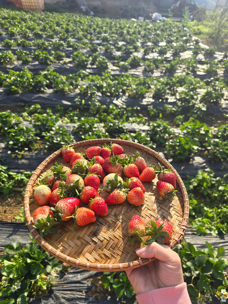 Las fresas orgánicas se cultivan en Amifarm. (Foto: Kim Huong)