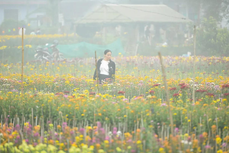 Además de las flores tradicionales en ocasión del Tet, los agricultores cultivan nuevas especies de alta clase para aumentar sus ingresos. Además de las flores tradicionales en ocasión del Tet, los agricultores cultivan nuevas especies de alta clase para aumentar sus ingresos.