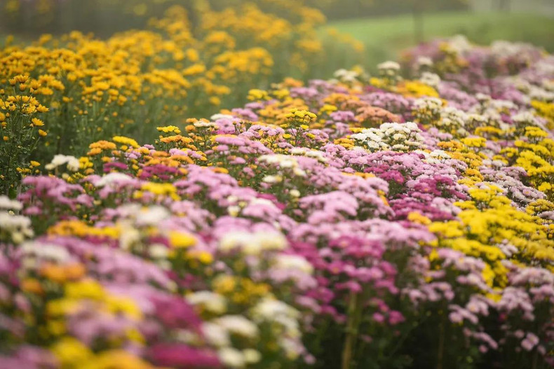 La aldea de flores de Phu Mau es más hermosa en diciembre del calendario lunar, cuando la atmósfera primaveral impregna cada rincón de la aldea. La aldea de flores de Phu Mau es más hermosa en diciembre del calendario lunar, cuando la atmósfera primaveral impregna cada rincón de la aldea.