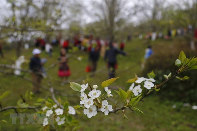 Las flores de pera florecidas en marzo atraen una gran cantidad de turistas.