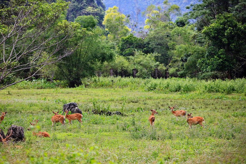 Zona de cría de animales semisalvajes en el Parque Nacional Cat Ba. Zona de cría de animales semisalvajes en el Parque Nacional Cat Ba.