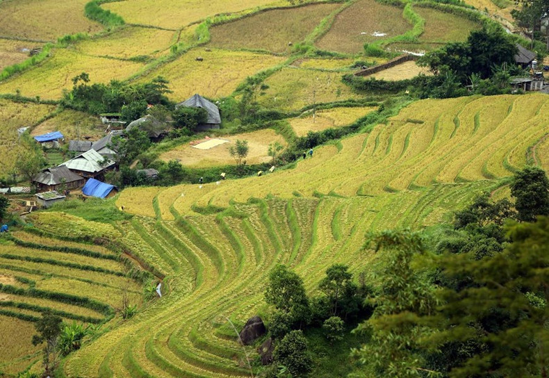 Los campos de la comuna de Trung Dong (Tan Uyen, Lai Chau) son dorados y brillan bajo la luz del sol.