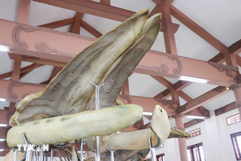 Cráneo de una ballena. Cráneo de una ballena.