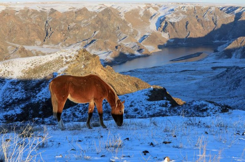 Un caballo en la estepa cerca del río Ili (Kazajstán). Un caballo en la estepa cerca del río Ili (Kazajstán).