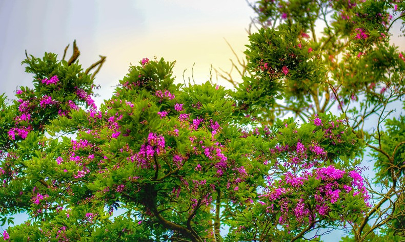 El árbol Than Mat con nombre científico Millettia nigrescens gagnep, tiene flores moradas. El color de las flores tiñe de purpura toda la península de Son Tra por lo que cualquier visitante al llegar aquí se queda extasiado ante la singular belleza de esa flor.