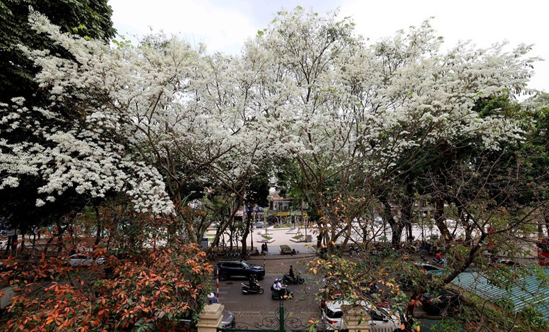 Los frágiles pétalos de las flores de Sua florecen juntos en un rincón blanco del cielo de la capital.