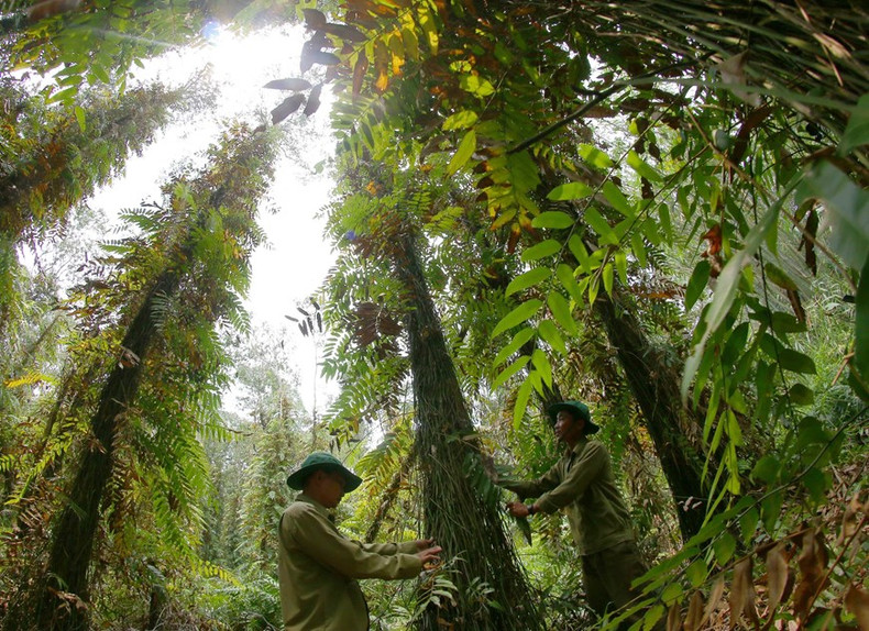 Los oficiales de la reserva natural de Lung Ngoc Hoang inspeccionan con frecuencia el bosque. Los oficiales de la reserva natural de Lung Ngoc Hoang inspeccionan con frecuencia el bosque.