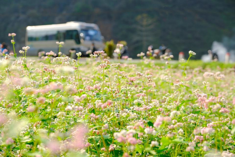 Estas flores son una inspiración que atrae a los visitantes a Ha Giang, junto con el Festival de Flores de Alforfón (noviembre).